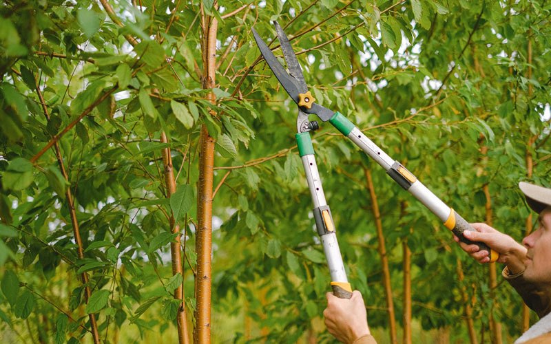 Tree trimming in Wishram, WA